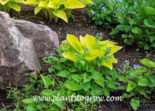 Hosta 'May' 
(mid May)